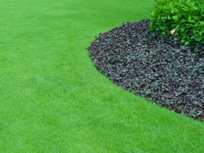 A well-maintained lawn is bordered by a bed of dark purple foliage and a vibrant green shrub. Two yellow hibiscus flowers add pops of color to the greenery.